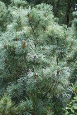 Japanese White Pine (Pinus Parviflora 'Glauca') - 5 Gallon Pot -Cheap US Topiary Plant Store pinus parviflora glauca japanese white pine 8