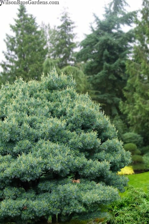 Blue Shag Eastern White Pine - 2.5 Gallon Pot 1 Blue Shag Eastern White Pine - 2.5 Gallon Pot