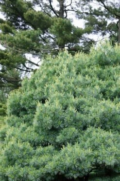 Blue Shag Eastern White Pine - 3 Gallon Pot -Cheap US Topiary Plant Store pinus strobus blue shag eastern white pine 12 2