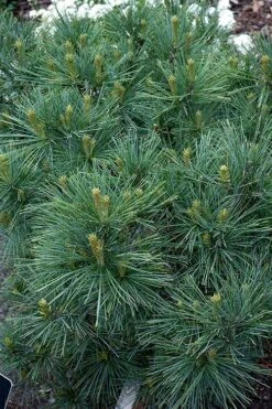 Blue Shag Eastern White Pine - 1 Gallon Pot -Cheap US Topiary Plant Store pinus strobus blue shag eastern white pine 13 1