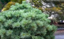 Blue Shag Eastern White Pine - 2.5 Gallon Pot 11 Blue Shag Eastern White Pine - 2.5 Gallon Pot -Cheap US Topiary Plant Store pinus strobus blue shag eastern white pine 3