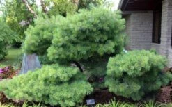 Blue Shag Eastern White Pine - 3 Gallon Pot -Cheap US Topiary Plant Store pinus strobus blue shag eastern white pine 4 2