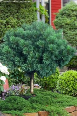 Blue Shag Eastern White Pine (Single Trunk Topiary) - 3 Gallon Pot