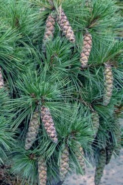 Coney Island White Pine - 2 Gallon Pot -Cheap US Topiary Plant Store pinus strobus coney island white pine 11