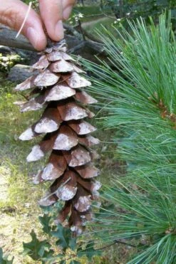 Eastern White Pine (Pinus Strobus) - 1 Gallon Pot -Cheap US Topiary Plant Store pinus strobus eastern white pine 2