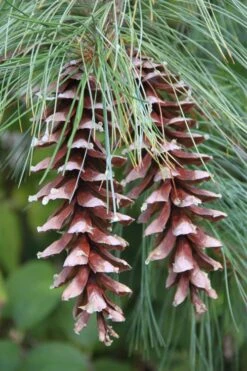 Eastern White Pine (Pinus Strobus) - 1 Gallon Pot -Cheap US Topiary Plant Store pinus strobus eastern white pine 3