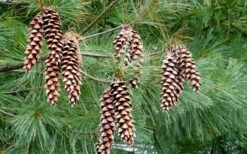 Eastern White Pine (Pinus Strobus) - 1 Gallon Pot -Cheap US Topiary Plant Store pinus strobus eastern white pine 4