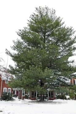 Eastern White Pine (Pinus Strobus) - 1 Gallon Pot -Cheap US Topiary Plant Store pinus strobus eastern white pine 5