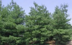 Eastern White Pine (Pinus Strobus) - 1 Gallon Pot -Cheap US Topiary Plant Store pinus strobus eastern white pine 6