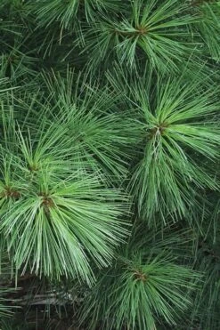 Eastern White Pine (Pinus Strobus) - 1 Gallon Pot -Cheap US Topiary Plant Store pinus strobus eastern white pine 7