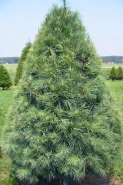 Eastern White Pine (Pinus Strobus) - 1 Gallon Pot -Cheap US Topiary Plant Store pinus strobus eastern white pine 8