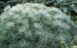 Sea Urchin Miniature Eastern White Pine - 2 Gallon Pot 11 Sea Urchin Miniature Eastern White Pine - 2 Gallon Pot -Cheap US Topiary Plant Store pinus strobus sea urchin dwarf eastern white pine 2