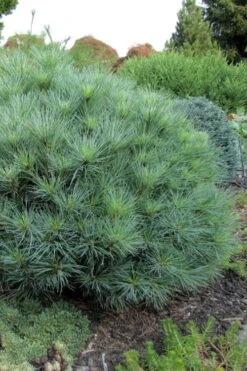 Sea Urchin Miniature Eastern White Pine - 2 Gallon Pot 9 Sea Urchin Miniature Eastern White Pine - 2 Gallon Pot -Cheap US Topiary Plant Store pinus strobus sea urchin dwarf eastern white pine 4