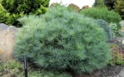 Sea Urchin Miniature Eastern White Pine - 2 Gallon Pot 10 Sea Urchin Miniature Eastern White Pine - 2 Gallon Pot -Cheap US Topiary Plant Store pinus strobus sea urchin dwarf eastern white pine 5