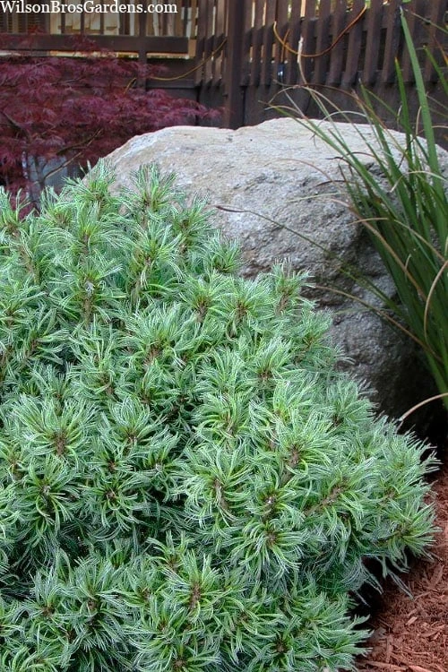 Vercurve Eastern White Pine (Pinus Strobus) - 3 Gallon Pot 1 Vercurve Eastern White Pine (Pinus Strobus) - 3 Gallon Pot