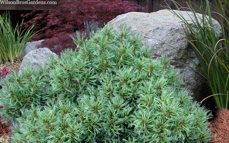 Vercurve Eastern White Pine (Pinus Strobus) - 3 Gallon Pot 5 Vercurve Eastern White Pine (Pinus Strobus) - 3 Gallon Pot - Image 5
