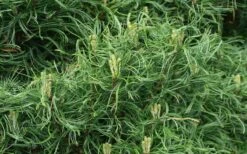 Wiggles Eastern White Pine (Single Trunk Topiary Tree) - 3 Gallon Pot -Cheap US Topiary Plant Store pinus strobus wiggles eastern white pine 4