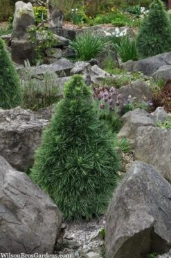 Green Penguin Scots Pine (Pinus Sylvestris) - 2 Gallon Pot 6 Green Penguin Scots Pine (Pinus Sylvestris) - 2 Gallon Pot -Cheap US Topiary Plant Store pinus sylvestris green penguin dwarf scots pine 2