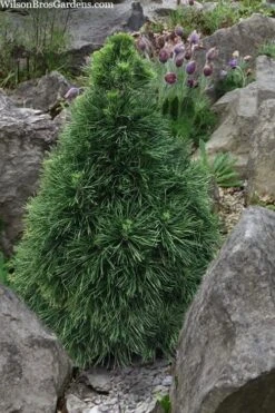 Green Penguin Scots Pine (Pinus Sylvestris) - 2 Gallon Pot 7 Green Penguin Scots Pine (Pinus Sylvestris) - 2 Gallon Pot -Cheap US Topiary Plant Store pinus sylvestris green penguin dwarf scots pine 5