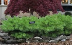 Hillside Creeper Scotch Pine (Pinus Sylvestris) - 6 Gallon Pot -Cheap US Topiary Plant Store pinus sylvestris hillside creeper 3 1