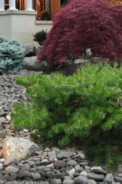 Hillside Creeper Scotch Pine (Pinus Sylvestris) - 6 Gallon Pot -Cheap US Topiary Plant Store pinus sylvestris hillside creeper 4 1