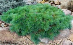 Hillside Creeper Scotch Pine (Pinus Sylvestris) - 3 Gallon Pot -Cheap US Topiary Plant Store pinus sylvestris hillside creeper 5