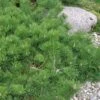 Hillside Creeper Scotch Pine (Pinus Sylvestris) - 3 Gallon Pot