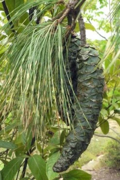 Zebrina Himalayan Pine (Pinus Wallichiana) - 5 Gallon Pot -Cheap US Topiary Plant Store pinus wallichiana zebrina himalayan pine 10