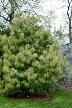 Zebrina Himalayan Pine (Pinus Wallichiana) - 5 Gallon Pot -Cheap US Topiary Plant Store pinus wallichiana zebrina himalayan pine 13