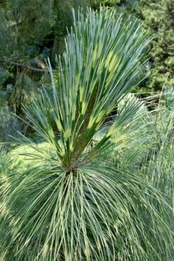 Zebrina Himalayan Pine (Pinus Wallichiana) - 5 Gallon Pot -Cheap US Topiary Plant Store pinus wallichiana zebrina himalayan pine 2
