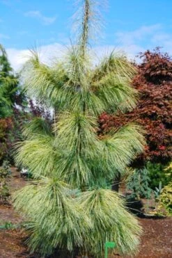 Zebrina Himalayan Pine (Pinus Wallichiana) - 5 Gallon Pot -Cheap US Topiary Plant Store pinus wallichiana zebrina himalayan pine 4