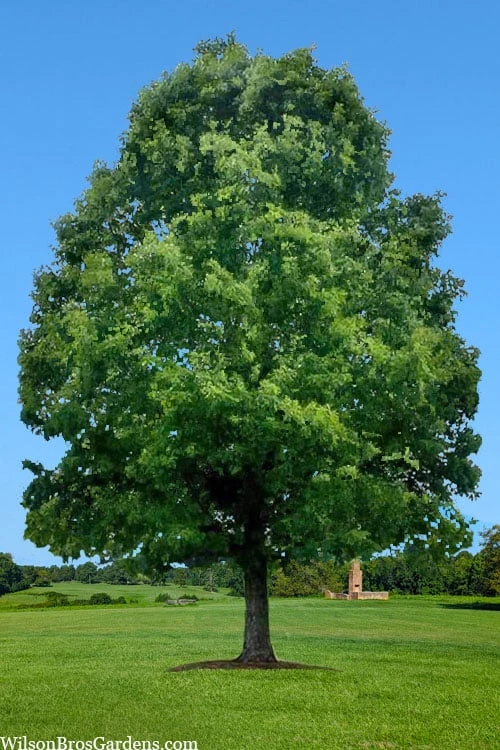 White Oak Tree (Quercus Alba) - 3 Gallon Pot 11 White Oak Tree (Quercus Alba) - 3 Gallon Pot - Image 11
