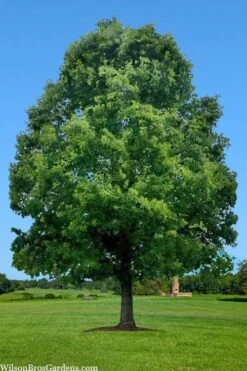 White Oak Tree (Quercus Alba) - 1 Gallon Pot -Cheap US Topiary Plant Store quercus alba white oak tree 1