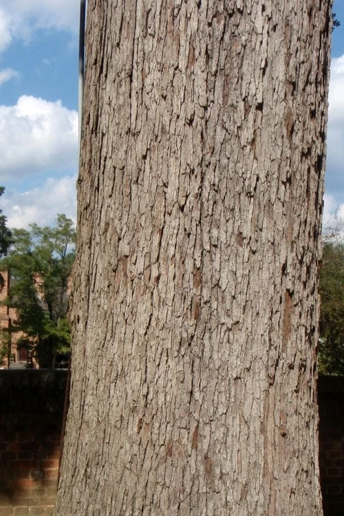 White Oak Tree (Quercus Alba) - 3 Gallon Pot 9 White Oak Tree (Quercus Alba) - 3 Gallon Pot - Image 9