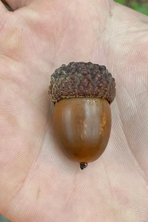 White Oak Tree (Quercus Alba) - 3 Gallon Pot 8 White Oak Tree (Quercus Alba) - 3 Gallon Pot - Image 8