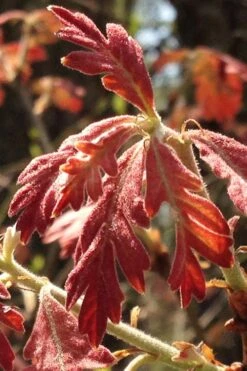 White Oak Tree (Quercus Alba) - 3 Gallon Pot 15 White Oak Tree (Quercus Alba) - 3 Gallon Pot -Cheap US Topiary Plant Store quercus alba white oak tree 15 1