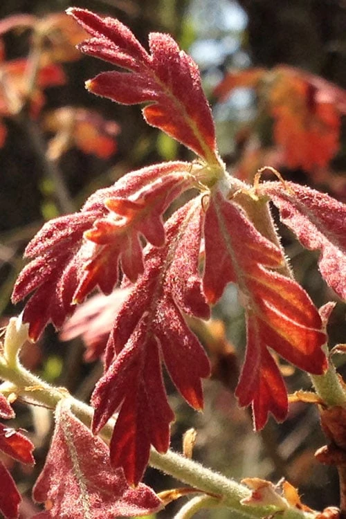 White Oak Tree (Quercus Alba) - 3 Gallon Pot 5 White Oak Tree (Quercus Alba) - 3 Gallon Pot - Image 5