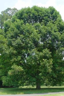 White Oak Tree (Quercus Alba) - 3 Gallon Pot 14 White Oak Tree (Quercus Alba) - 3 Gallon Pot -Cheap US Topiary Plant Store quercus alba white oak tree 16 1