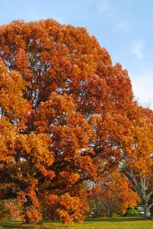 White Oak Tree (Quercus Alba) - 3 Gallon Pot 1 White Oak Tree (Quercus Alba) - 3 Gallon Pot