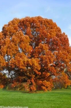 White Oak Tree (Quercus Alba) - 3 Gallon Pot 20 White Oak Tree (Quercus Alba) - 3 Gallon Pot -Cheap US Topiary Plant Store quercus alba white oak tree 4 1