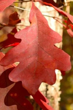 White Oak Tree (Quercus Alba) - 1 Gallon Pot -Cheap US Topiary Plant Store quercus alba white oak tree 8