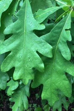 White Oak Tree (Quercus Alba) - 1 Gallon Pot -Cheap US Topiary Plant Store quercus alba white oak tree 9
