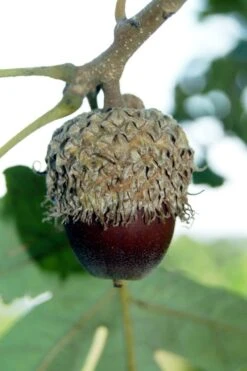 Mossycup Bur Oak Tree (Quercus Macrocarpa) - 3 Pack Of 1.5 Quart Pots -Cheap US Topiary Plant Store quercus macrocarpa bur oak 1 1