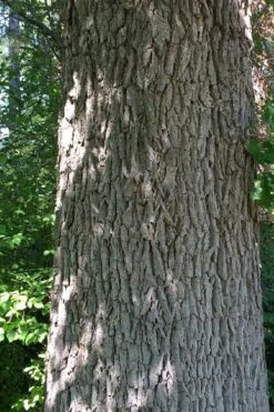 Mossycup Bur Oak Tree (Quercus Macrocarpa) - 3 Pack Of 1.5 Quart Pots -Cheap US Topiary Plant Store quercus macrocarpa bur oak 10 1