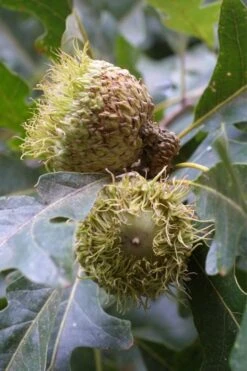 Mossycup Bur Oak Tree (Quercus Macrocarpa) - 1 Gallon Pot 19 Mossycup Bur Oak Tree (Quercus Macrocarpa) - 1 Gallon Pot -Cheap US Topiary Plant Store quercus macrocarpa bur oak 2