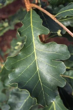 Mossycup Bur Oak Tree (Quercus Macrocarpa) - 1 Gallon Pot 15 Mossycup Bur Oak Tree (Quercus Macrocarpa) - 1 Gallon Pot -Cheap US Topiary Plant Store quercus macrocarpa bur oak 3