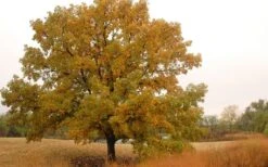 Mossycup Bur Oak Tree (Quercus Macrocarpa) - 1 Gallon Pot 21 Mossycup Bur Oak Tree (Quercus Macrocarpa) - 1 Gallon Pot -Cheap US Topiary Plant Store quercus macrocarpa bur oak 4