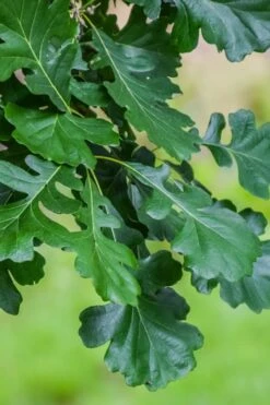 Mossycup Bur Oak Tree (Quercus Macrocarpa) - 3 Pack Of 1.5 Quart Pots -Cheap US Topiary Plant Store quercus macrocarpa bur oak 6 1