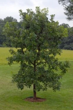 Mossycup Bur Oak Tree (Quercus Macrocarpa) - 1 Gallon Pot 23 Mossycup Bur Oak Tree (Quercus Macrocarpa) - 1 Gallon Pot -Cheap US Topiary Plant Store quercus macrocarpa bur oak 8