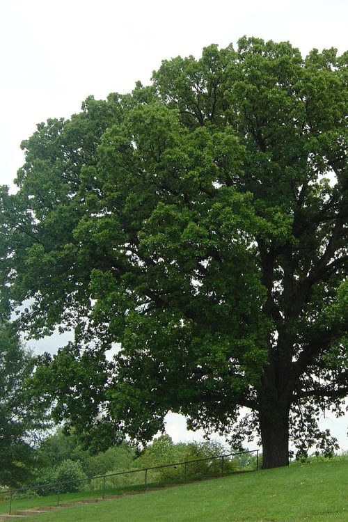 Mossycup Bur Oak Tree (Quercus Macrocarpa) - 1 Gallon Pot 5 Mossycup Bur Oak Tree (Quercus Macrocarpa) - 1 Gallon Pot - Image 5